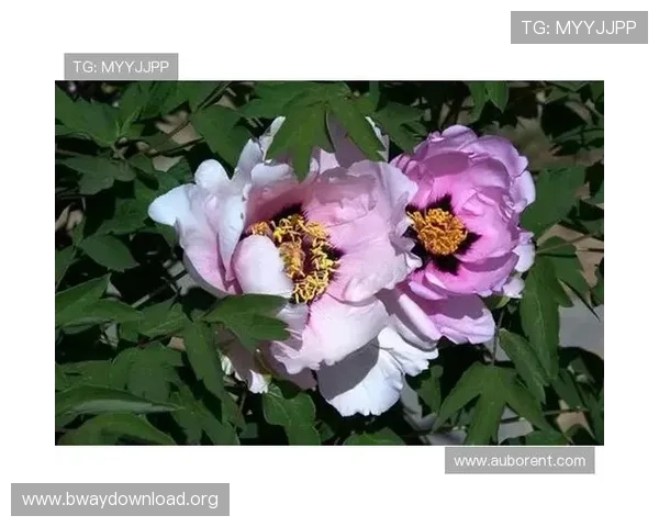 牡丹娱乐城：全面介绍最新优惠活动与丰富娱乐项目推荐